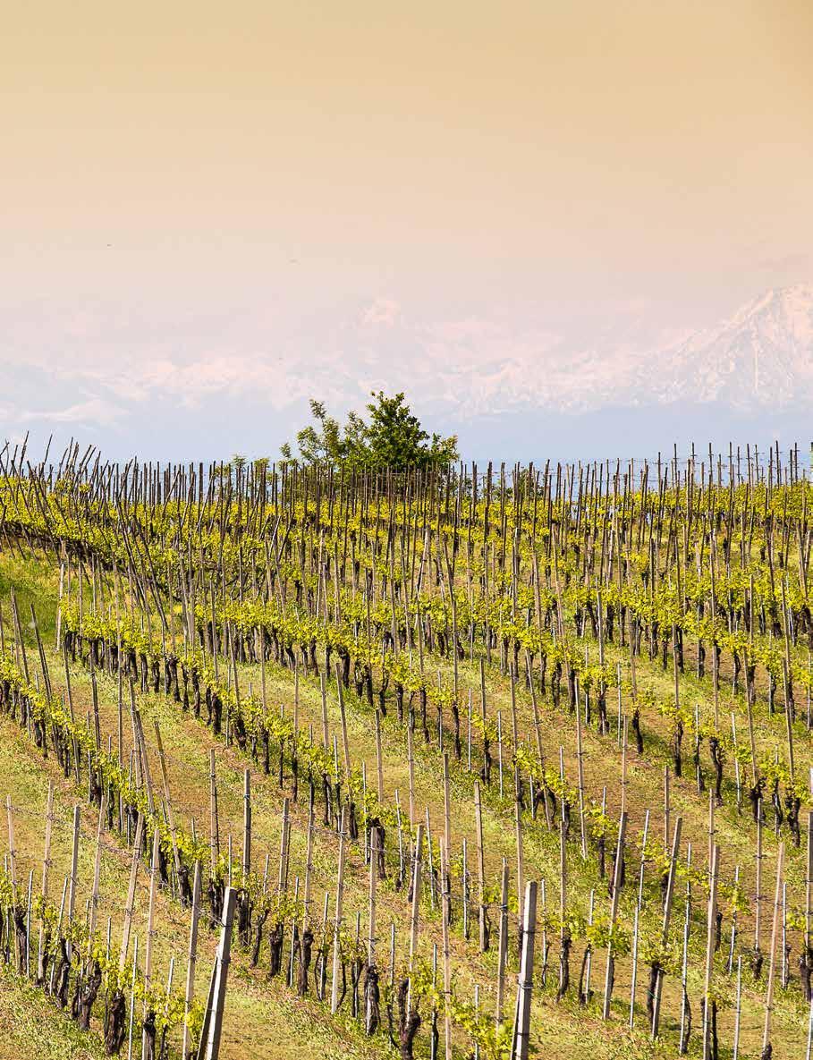 Piemonte ei ole vain baroloita ja barbarescoja. Kiehtovimmat ja omaleimaisimmat nebbiolo-viinit tehdään maakunnan pohjoisosassa.