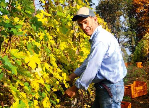 Kaiken kaikkiaan viiniköynnöksen viljelyala Alto Piemontessa pieneni yli 40 000 hehtaarista 600 hehtaariin. Sen myötä alueen maine painui unohduksiin.