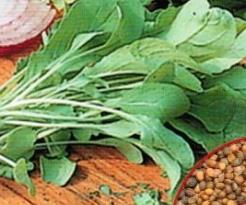 Kastelu on tärkeää kasvukaudella, sillä kuivuus tekee salaatista kitkerän makuista. Annoksessa noin 100 siementä.