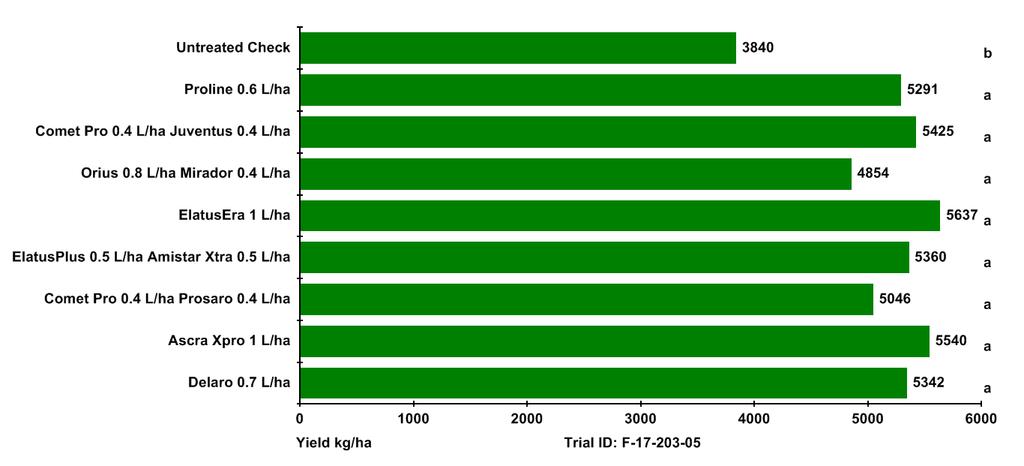Green leaf area at late milk ripening stage was still high. Figure 4.