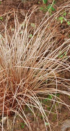 Ruskosara Red Rooster Carex flagelliflera Koristeheinä Punapronssit