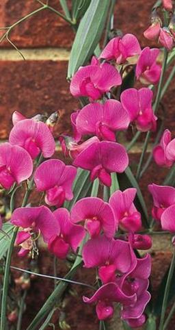 Ruusunätkelmä Lathyrus latifolius. Köynnöskasvi. Korkeus 150 cm.