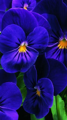 Penny Deep Blue Tummansininen. Viljelyaika 11-13 viikkoa.
