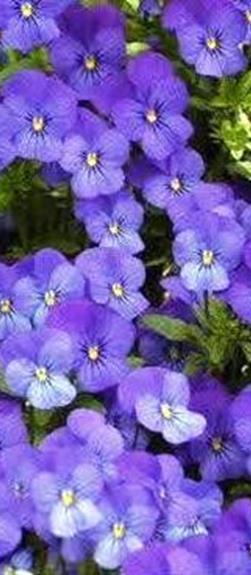 VSmv0073 250s 11,00 Sorbet Blue Heaven Korkeus 10 cm. Kirkkaansininen.