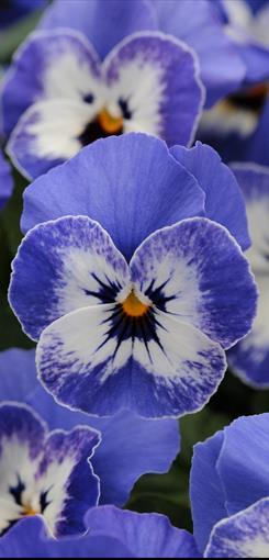 Kylvetään maalis-huhtikuussa, itää 14-20 vuorokaudessa 15-18 Sorbet Delft Blue XP Korkeus 10 cm.