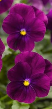 VSmv0079 250s 11,00 Sorbet Purple XP Korkeus 10 cm. Tumma violetti.