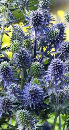 VSmv0081 25s 5,50 VSmv0082 20s 3,80 Sinipiikkiputki Blue Hobbit Eryngium planum Korkeus 30 cm.