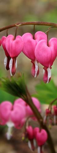 Särkynytsydän Bleeding Heart Lamprocapnos spectabilis. Korkeus 80 cm. Kasvupaikka aurinko tai puolivarjo.
