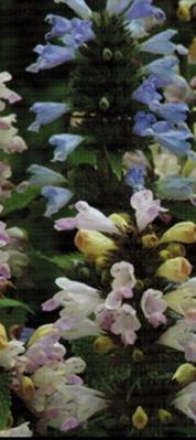 Komeakissanminttu Grand View Nepeta subsessilis Korkeus 40-60 cm.