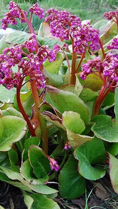 Kukinta toukokesäkuussa vuonna VSmv0008 40S 3,20 250S 9,00 Herttavuorenkilpi Bergenia cordifolia.