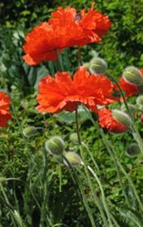 VSmv0009 50S 3,30 1000S 17,70 Idänunikko Pizzicato Papaver orientale Korkeus 40-50 cm. Sekoitus.