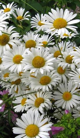 Isopäivänkakkara Polaris Leucanthemum x superbum. Korkeus 120 cm.
