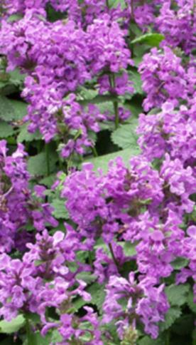 Jalopähkämö Stachys macrantha Korkeus 45 cm. Purppuranruusunpunainen iso kukinto.