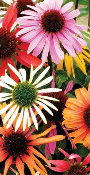 Kaunopunahattu Primadonna Mix Echinacea purpurea Korkeus 70-90 cm. Sekoitus eri värejä.