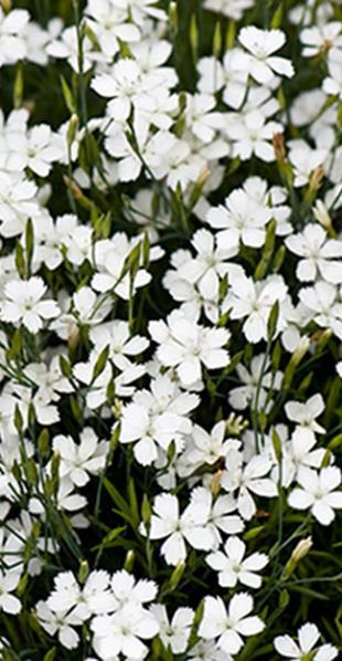VSmv0025 10s 5,50 Ketoneilikka Alba valkoinen Diathus deltoides. Korkeus 15 cm. Valkoinen.