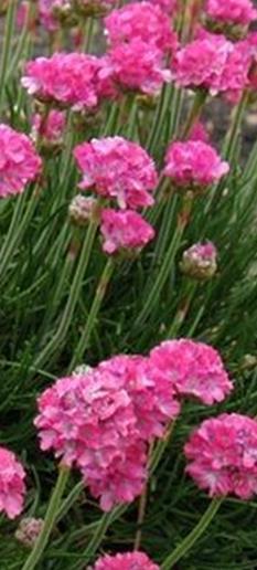 Taimiväli 25 x 25 cm. VSmv0038 250 s. 8,00 Laukkaneilikka Morning Star Deep Rose Armeria maritima, latifolia.