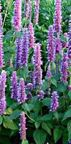 Meksikoniiso Zitronenminze Agastache mexicana. Sininen, korkeus 60-90 cm. "Limonadikasvi".