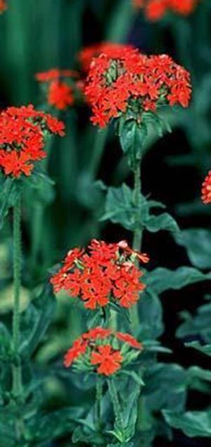 Palavarakkaus Lychnis chalcedonica. Korkeus 90 cm.