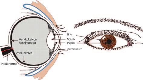 Liite B Optisen säteilyn biologiset vaikutukset silmiin ja ihoon B.1 Silmä B.2 Iho Kuva B.1.1. Silmän rakenne Kuva B.