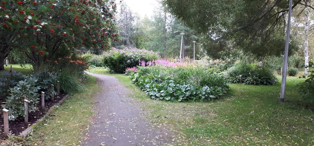 Mauno Koiviston puisto arboretum Aivan keskustan kupeessa sijaitseva arboretum-puisto myötäilee Katajaojan uomaa.