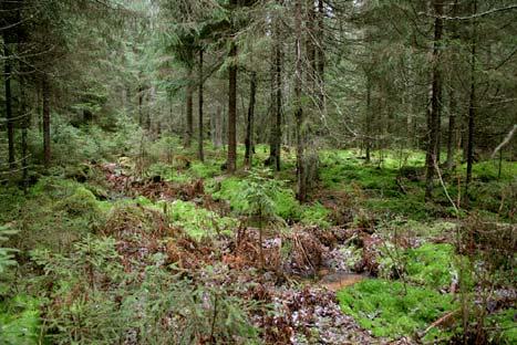 7. Tuomiojan puronvarsikorpi Santavuoren pohjoispuolella on pääosin itä länsisuuntainen notkelma, jonka yläosa kulkee ojana ja alaosa luonnon muovaamana mutkittelevana purona.