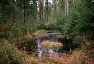 10. Kivimäenkallion eteläpuoleinen lähdevesilampi ja lähde Kivimäenkalliolta noin 400 m etelään sijaitsee noin 10 metriä pitkä kaivettu lähdevesilampi ja sen koillispuolella avattu