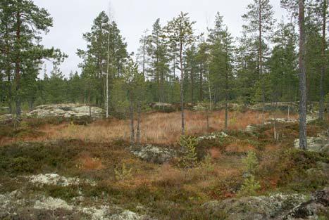 Kallioalueen suopainanteita (Olavi Yli Vainio 2011). C. Luonnonarvoiltaan merkittävät kohteet 23.