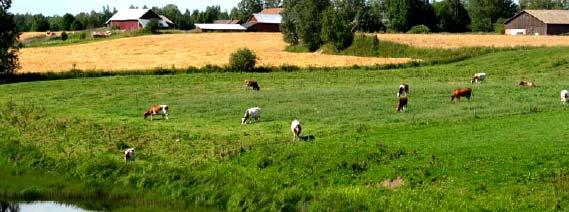 E. Perinnemaisemakohteet Maatalouden tehostuessa Kyrönjokivarren käyttö laitumena on romahdusmaisesti vähentynyt.