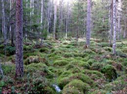 Metson soidinalueet ja reviirikukkojen teoreettiset päiväreviirivyöhykkeet tuulivoimapuiston hankealueella: 1. Kalmoonmäki Kalmoonmäen soidinaluetta (Ramboll Finland Oy 2011).