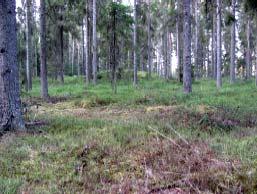 metsätyyppinä on lähinnä valoisa puolukka kanervatyypin (VT CT) kangas. Länteen mentäessä alue vaihettuu enemmän mustikkatyypin kuusi mäntysekametsäksi.