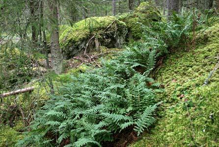 Isovuoren pohjoisreunan jyrkännealueen alapuolista kuusikkoa kallioimarrekasvustoineen (Olavi Yli Vainio 2011). Isovuoren lounaispäässä sijaitseva pieni kallion salpaama lampi (Olavi Yli Vainio 2011).