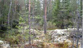 Inventointikohde 4 Alueen tervahauta on suojeltu muinaismuistolain perusteella. Kohteen 4 puolukkatyypin nuorta mäntymetsää (Ramboll Finland Oy 2010).