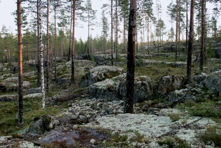 Aluskasvillisuus on vähäistä tiheän puuston varjostusvaikutuksen vuoksi. Alueella on tehty harvennuksia. Kohteen läpi virtaa hiekkamaahan syöpynyt metsäoja. Pohjakerroksen valtalajina on kerrossammal.