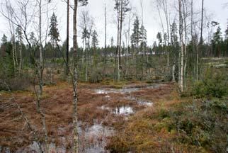 Tervaleppäsuonotkelma, kallioalueen kupeella sijaitseva suuri siirtolohkare ja pienialainen vesilampare (Olavi Yli Vainio 2011).