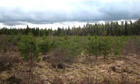 rinteillä runsaammin. Palokallion eteläpuolella on vanha metsänuudistusalue, jossa kasvaa yksittäisiä siemenpuumäntyjä sekä varttunutta kuusen, rauduskoivun ja männyn muodostamaa sekapuutaimikkoa.