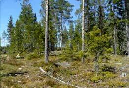 Inventointikohde 10 Kohteen 10 kuivaa lehtomaista kangasta (Ramboll Finland Oy 2010). Kohde 10 sijoittuu vanhalle, ojitetulle metsänuudistusalueelle, jossa kasvaa mänty ja koivutaimikkoa.