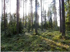 Kohde sijaitsee matalakallioisessa kuivahkon kankaan varttuneessa mäntymetsässä, jossa kasvaa sekapuuna kuusta ja rauduskoivua sekä muutamia siemenpuiksi jätettyjä ylipuumäntyjä.