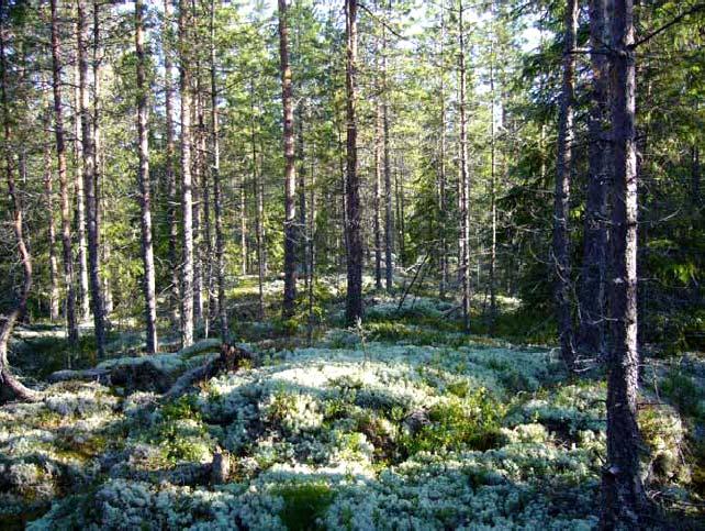 Kohteen koillispuolella on laaja isovarpuinen rämealue, joka ojituksen seurauksena on vähitellen muuttumassa metsämaaksi.