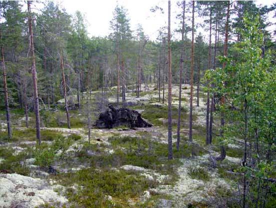 Inventointikohde 20 Kohde on osin metsälain 10 :n 1093/1996 3 luvun 10 :n mukainen tärkeä elinympäristö. Kohteen 20 Meskaisvuoren pohjoisosan poronjäkäläinen kallioselänne (Hannu Tuomisto 2008).