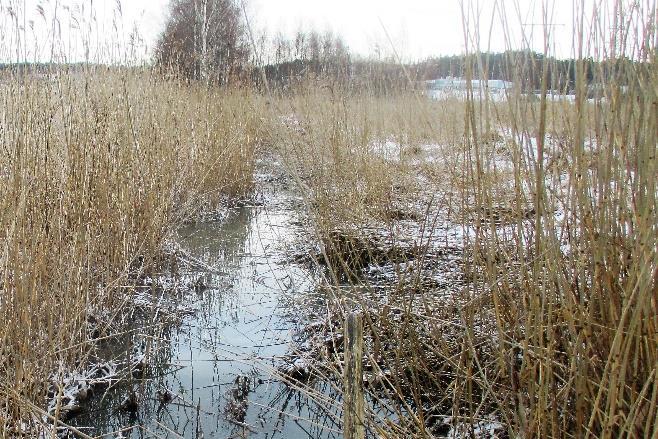 Taulu Purot ja ojat kertoo, että tyypillinen purojen ja ojavarsien asukas on piisami, joka ei kuulu Suomen luonnonvaraisiin eläimiin.
