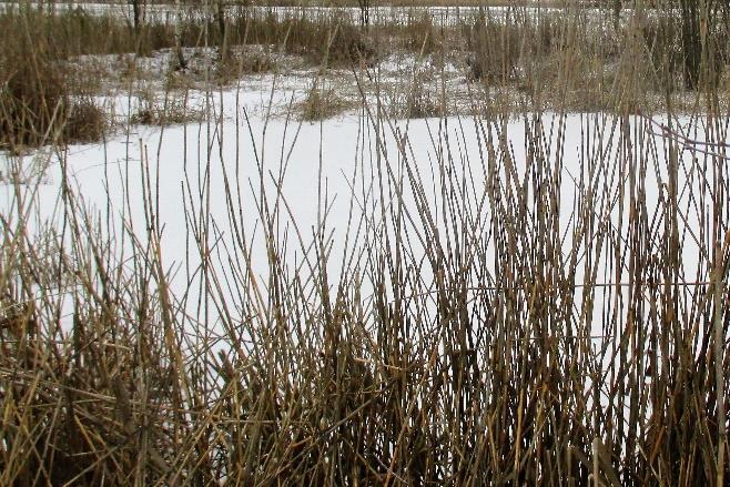Lammikon elämää taulusta luen, että lammikoissa elää erilaisia eläimiä, pienistä yksisoluisista alkueläimistä sammakoihin ja kaloihin.