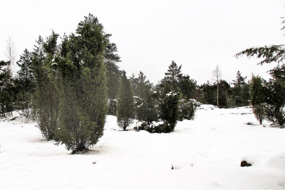 Raision kaupunki on nimennyt nimikkolajeikseen mustarastaan sekä katajan. Kuvattu 27.1.