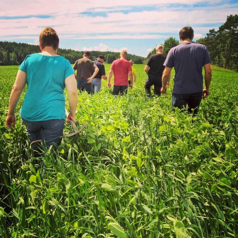 Nurmiryhmien uusi kausi käynnistyy taas syksyllä: uudet tavoitteet ja teemat, joilla vastataan kriittisiin kohtiin säilörehuprosessissa ryhmien