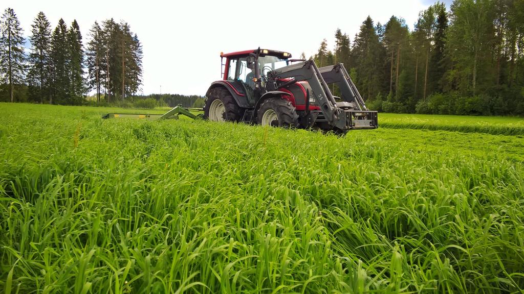Kasvukausi 2016 erityispiirteitä nurmilla Liian kuivaa ja/tai liian märkää: isoja alueellisia eroja Erikoispiirteenä nopeasti edennyt sulavuuden aleneminen ensimmäisen niiton aikaan Huipputilat