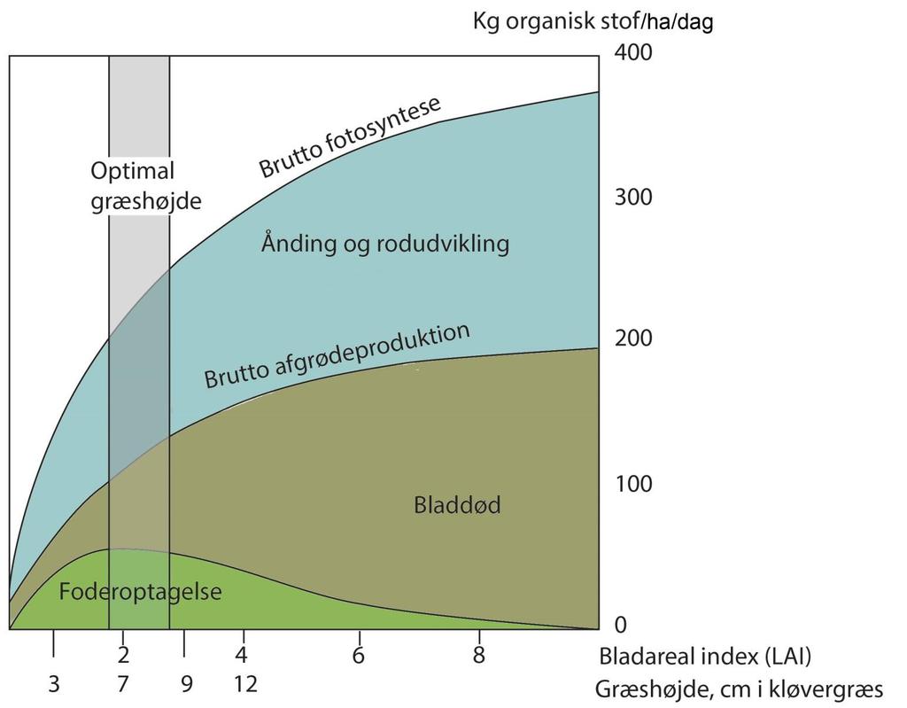 Laidunlaki Brutto yhteyttäminen (fotosynteesi) Optimaalinen nurmen korkeus Hengitys ja