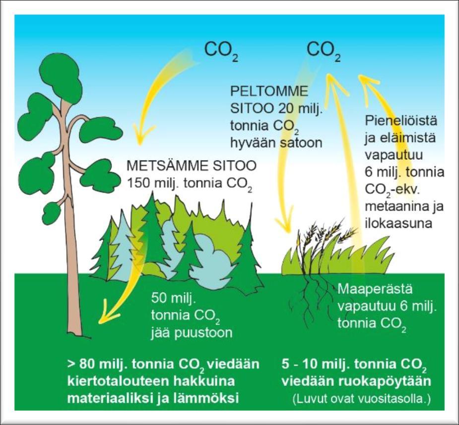 Meillä Suomessa on kasvun ja sidonnan avaimet Voimme varautua ilmastonmuutokseen - eli hillitä ja sopeutua 1) sitomalla