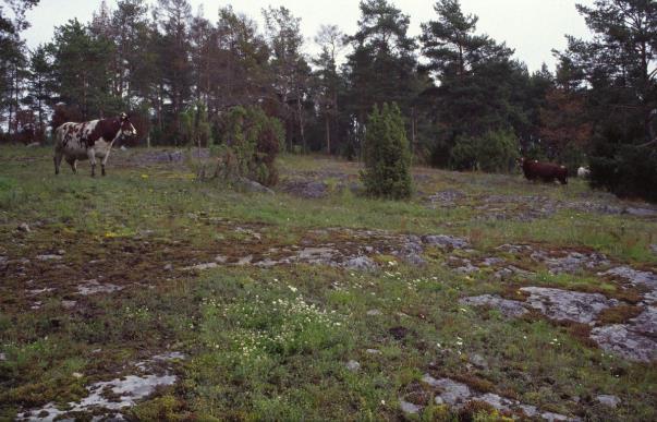 KALLIOKEDOT Paljon 1- ja 2-vuotisia ruohoja, jotka kukkivat aikaisin, kalkkia Lajisto voi vaihdella alkukesän säistä riippuen Usein