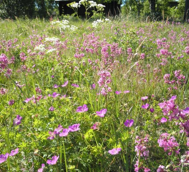 Miksi perinnebiotoopit ovat tärkeitä? Suomen luontotyyppien uhanalaisuusarvioinnissa v. 2008 43 arvioidusta perinnebiotoopista lähes kaikki uhanalaisia Uusi arviointi julkaistaan v.