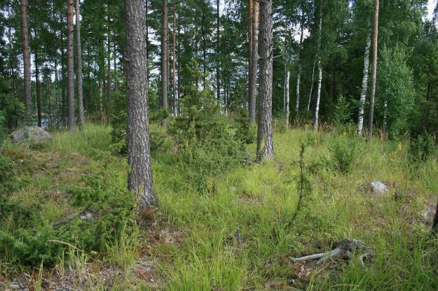 KUNNOSTETTU METSÄLAIDUN Tasaikäinen puusto Katajat kertovat aiemmasta avoimuudesta