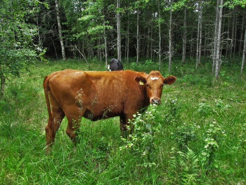 LUONNONLAITUMET Kuvan perusteella kohde voisi olla vanha laidun?